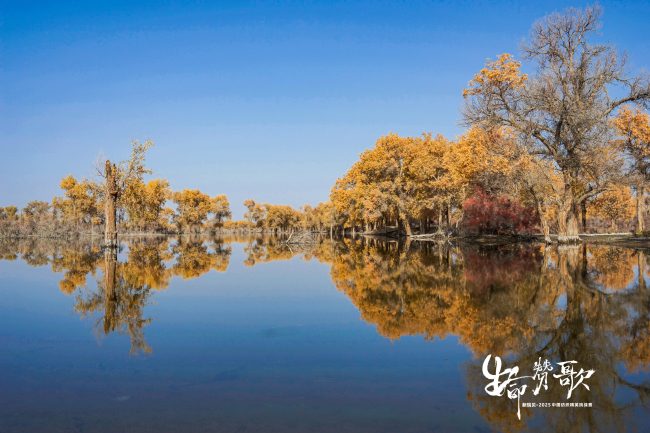 新疆尉犁胡杨林见证纺织精英挑战极限之旅-美派服饰网(图1)