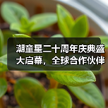 潮童星品牌：引领儿童时尚产业全球发展的破局之道-美派服饰网