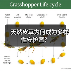 天然皮草为何成为多样性守护者？（图3）